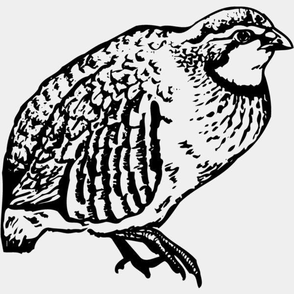 BIRD074 Thumbnail