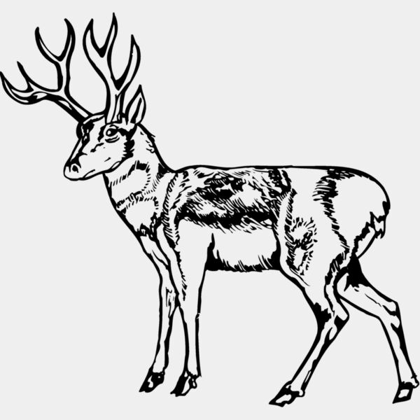DEER025 Thumbnail